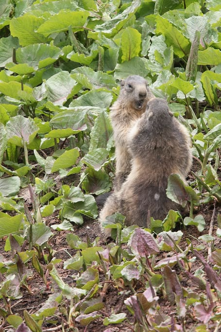 Les marmottes !!