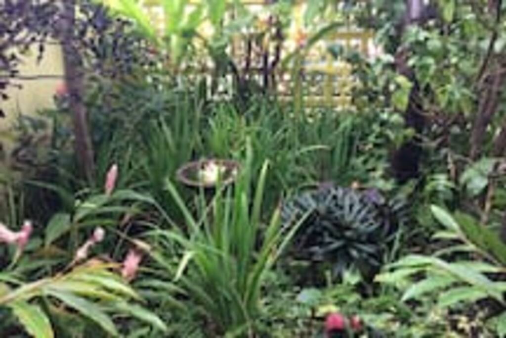 front garden
