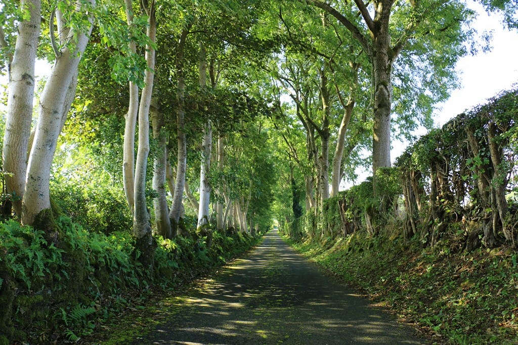 Our lane. Dark Hedges Part2?!