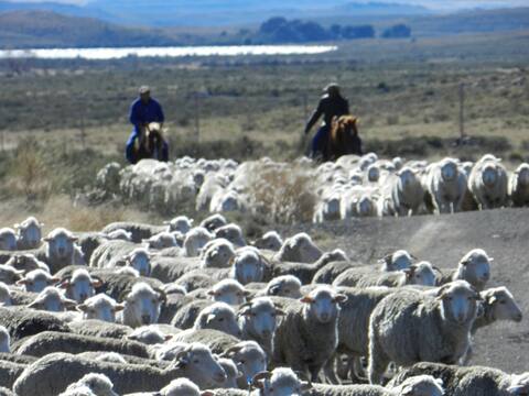 Oudeland Guest Farm
