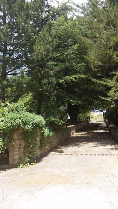 Viale