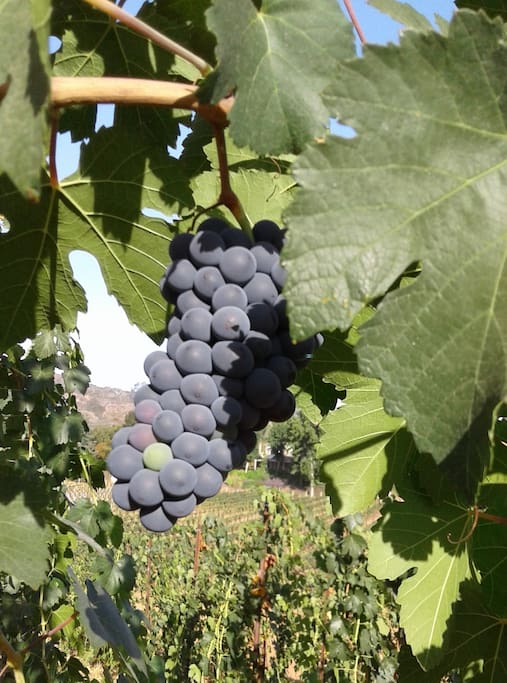 Closeup of purple grapes on the vine.