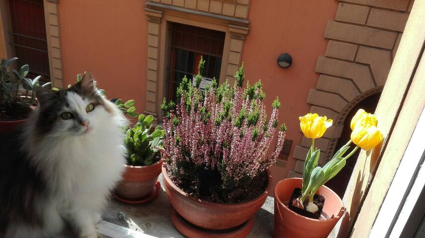 Cute single room in Bologna City Center