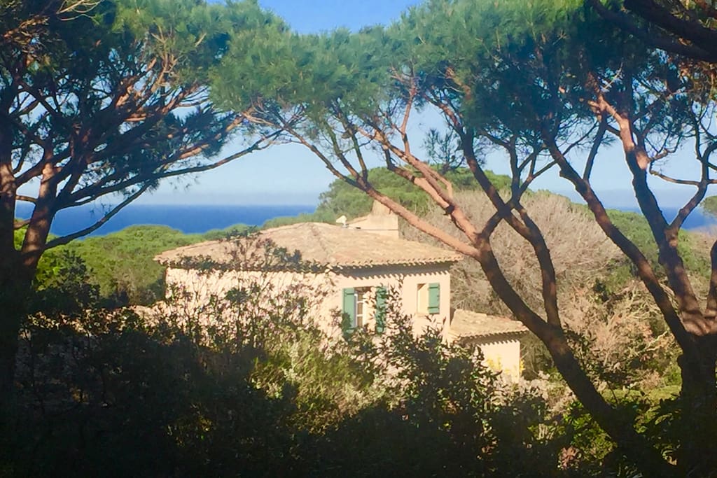 The seaview is only from the upper part of the garden due to umbrella tress