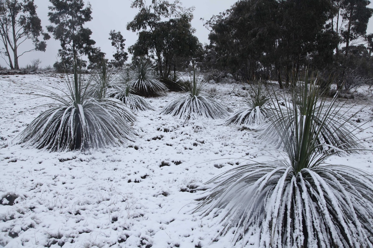 A snowy landscape is depicted, showcasing several native plants with long, slender leaves draped in a layer of snow. The stark contrast of white snow against the greenery adds a serene quality to the scene, surrounded by lightly snow-dusted trees in the background.