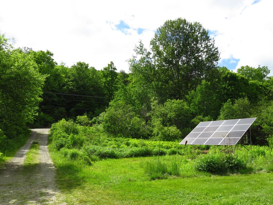 The chickens have gone green! This happened June, 2016.