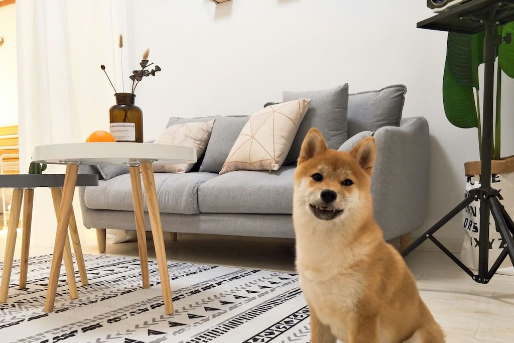 我的柴犬桃子(๑•ั็ω•็ั๑)为什么看起来这么像是P上去的(ಥ_ಥ)