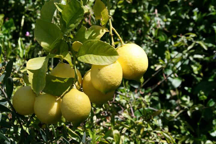 Bird Street Family Oasis w/heated pool, spa gallery image 5