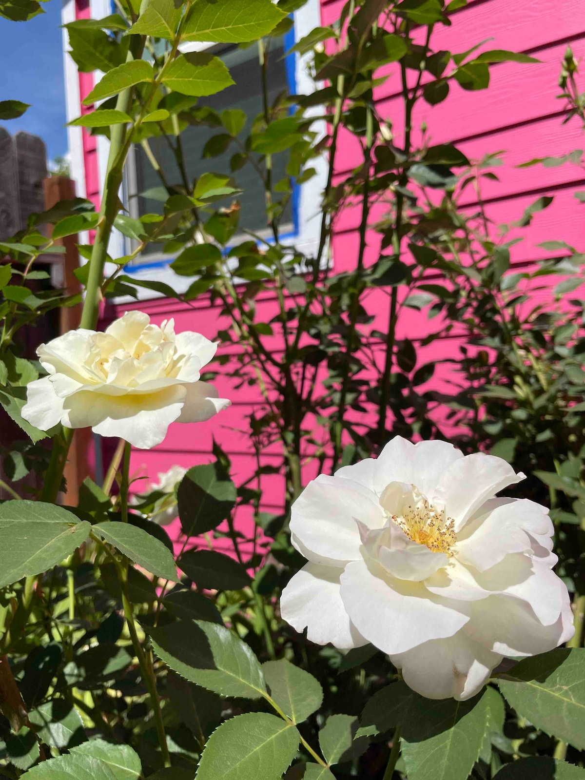 Two white roses are in bloom, surrounded by green leaves. The vibrant pink exterior wall of the house is visible in the background, with a window reflecting natural light. The roses add a touch of softness against the bold color of the wall.