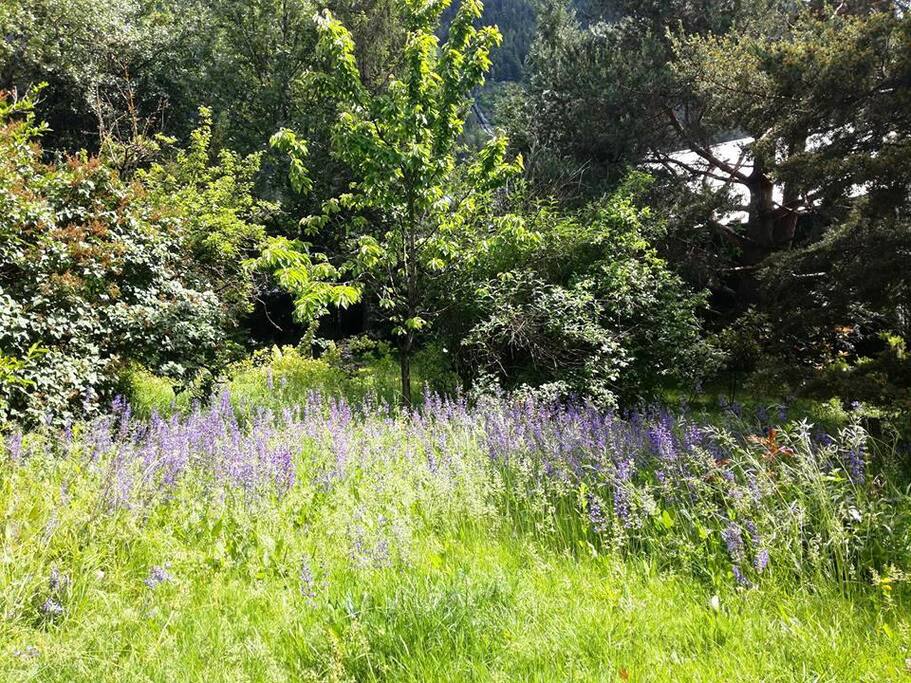 jardin
