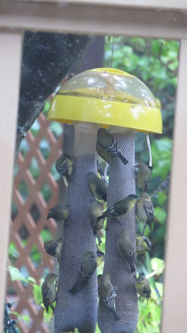 gold finches/off the deck