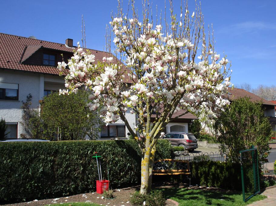 Magnolienblüte im Vorgarten