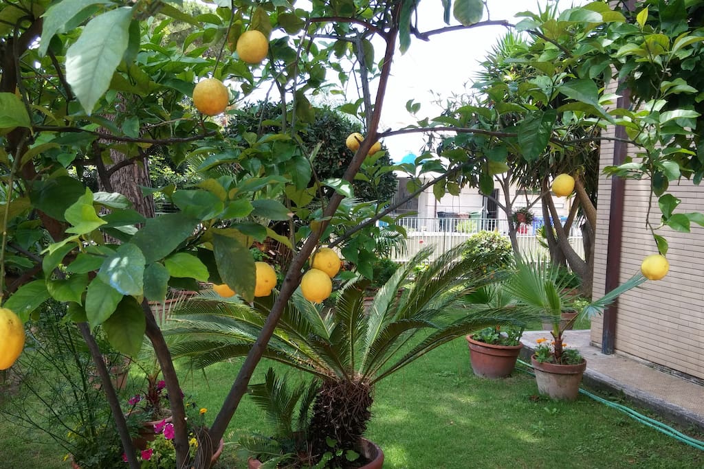 giardino