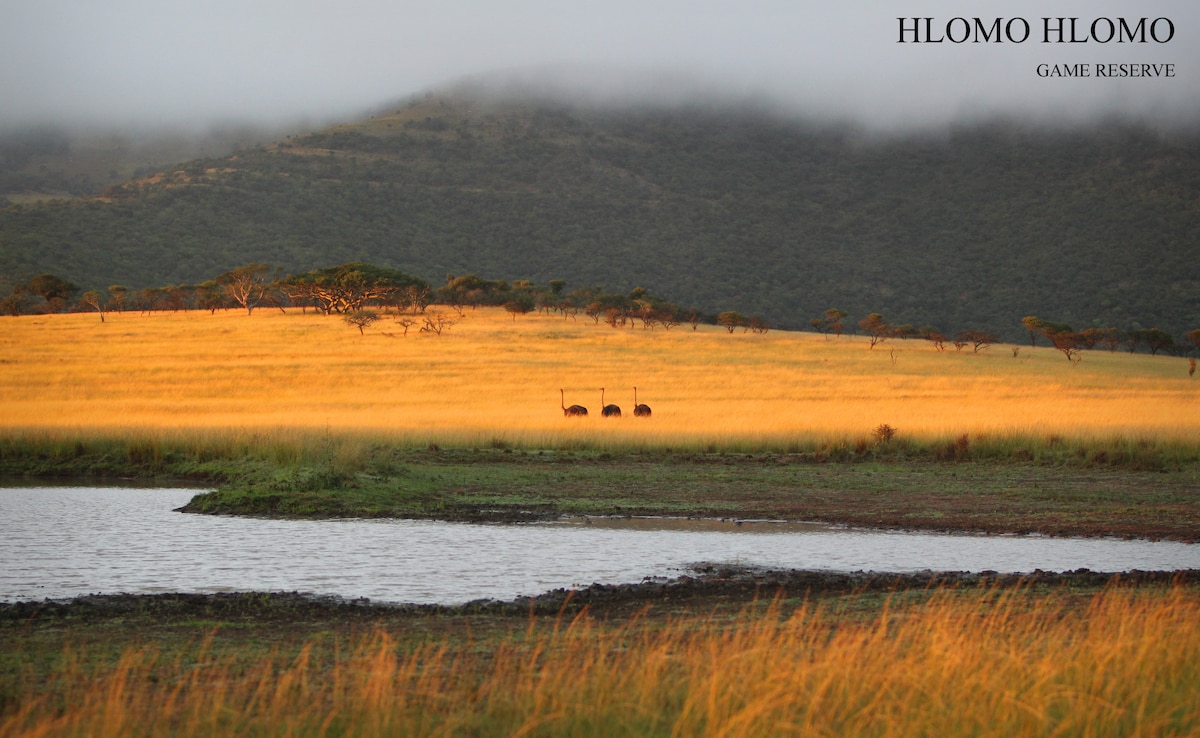 A stunning landscape of Hlomo Hlomo Game Reserve is depicted, featuring golden grasslands under a soft morning light. A tranquil water body reflects the surroundings, while several animals are seen grazing in the distance, emphasizing the serene natural environment.