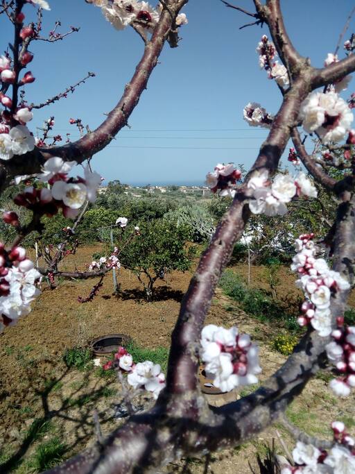 Particolare su giardino casa