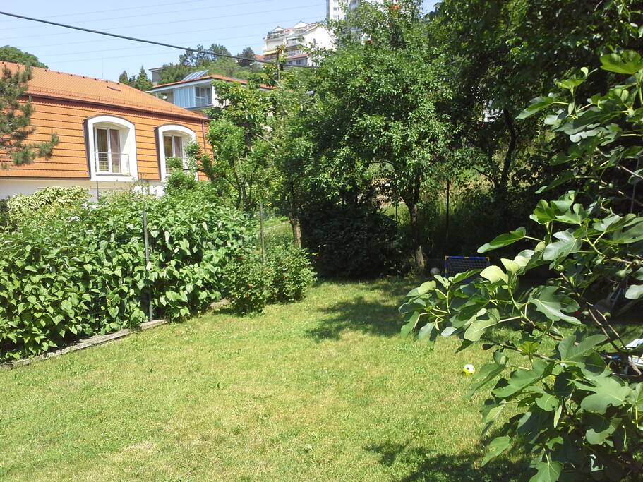 backyard in summer