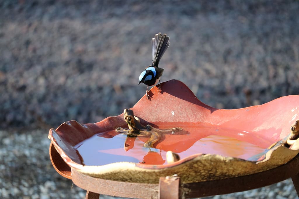 Fairy Blue Wren and Lizard