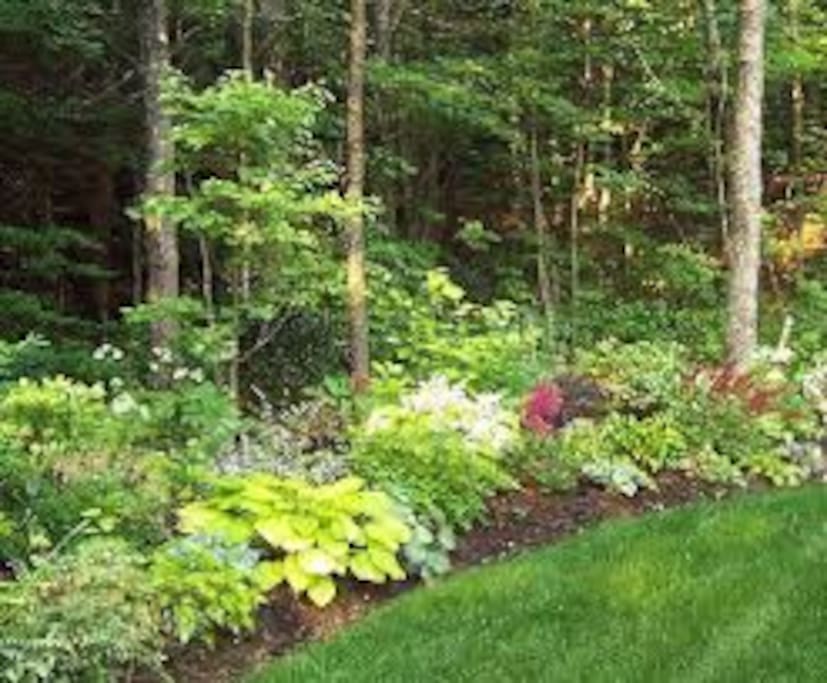 beautiful wooded back yard.