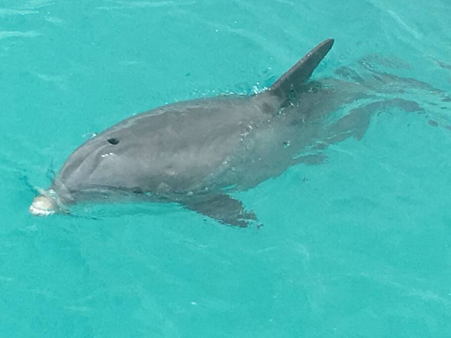 Jojo the dolphin