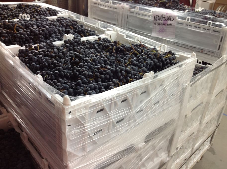 Grapes ready to be crushed & destemmed
