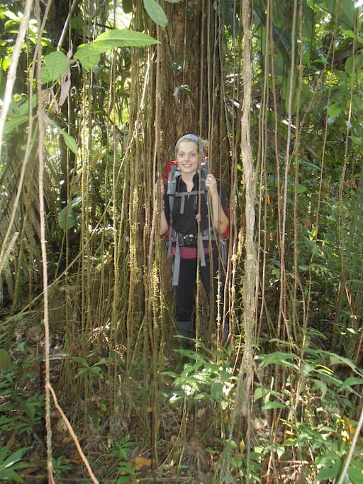 Take a hike through the rainforest.