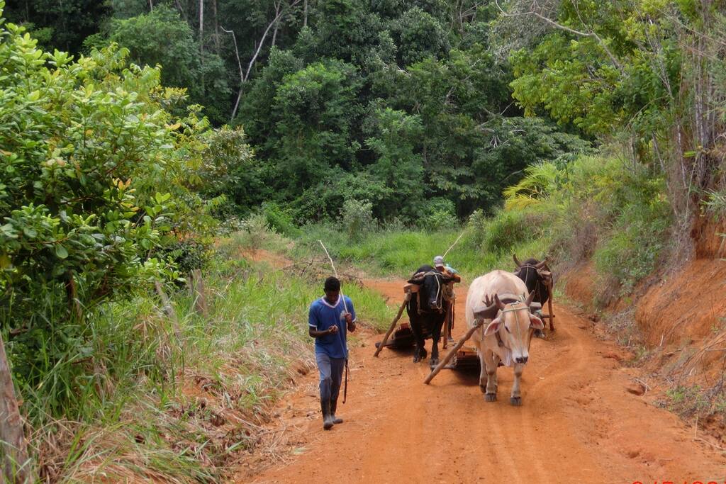 Ancient ways are common around our place. Bulls transporting loads of wood from sawmill to client.