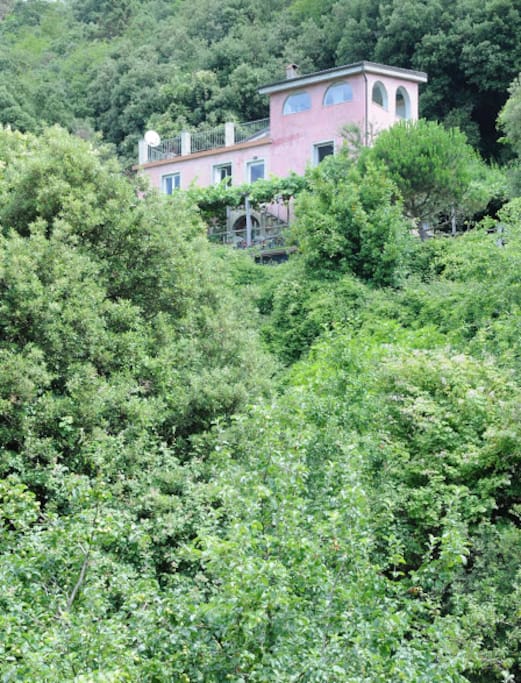 Notre maison d'hôtes, rose dans son écrin de verdure