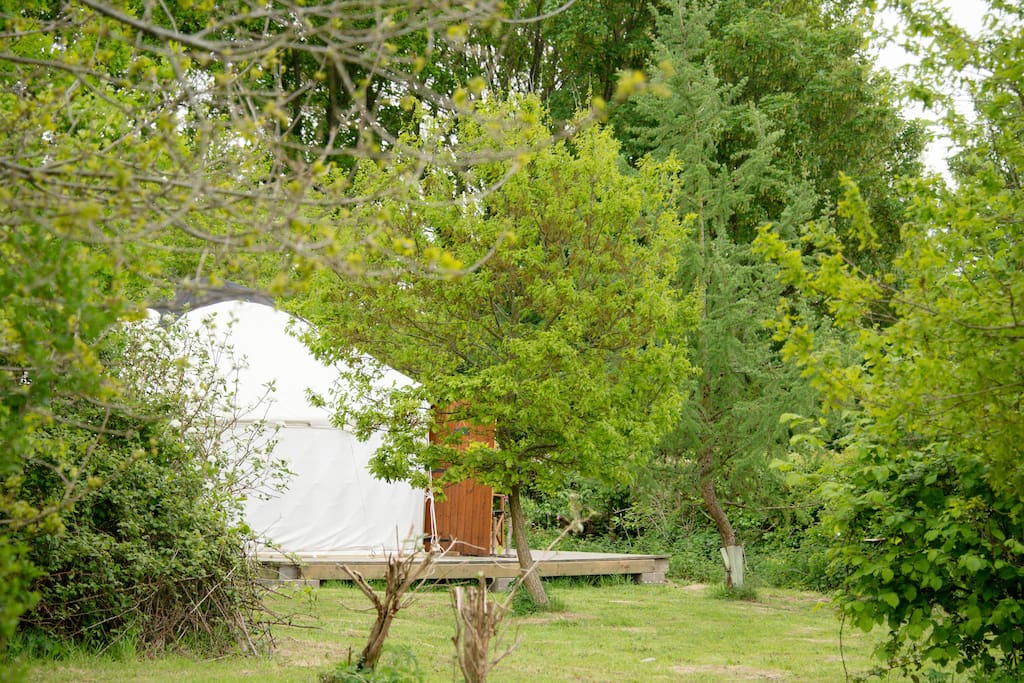 The yurts are hidden in the trees