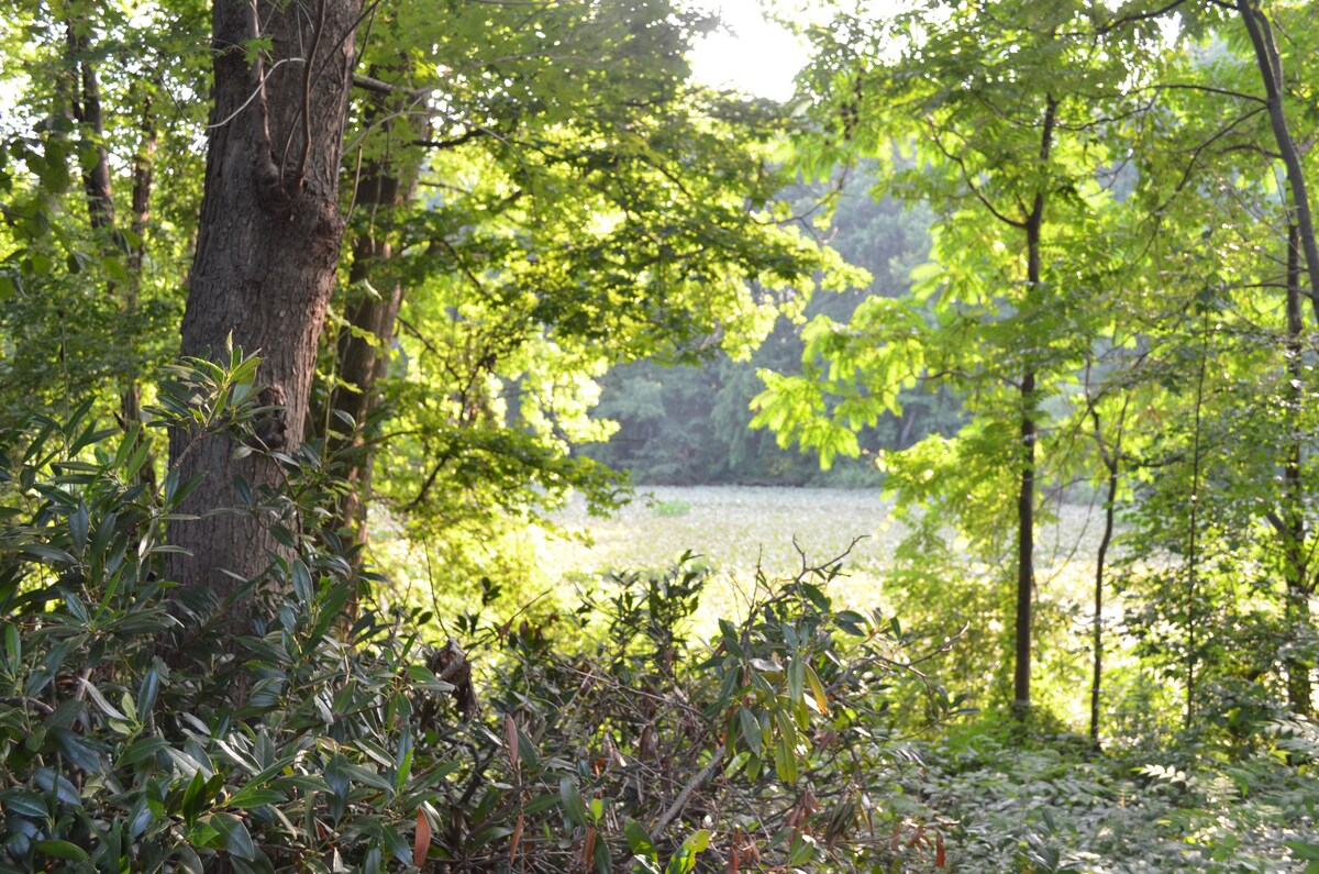 Leafy Setting