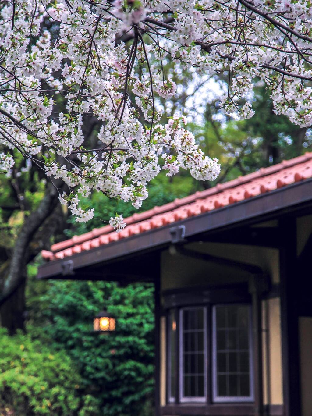 樱花如果也有年份一说的话 日本旅游攻略 尽在airbnb爱彼迎 樱花如果也有年份一说的话 日本旅游攻略 尽在airbnb爱彼迎