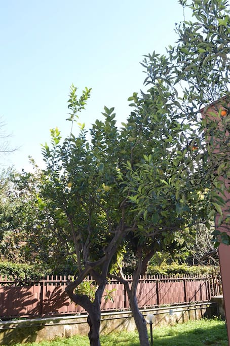 Giardino