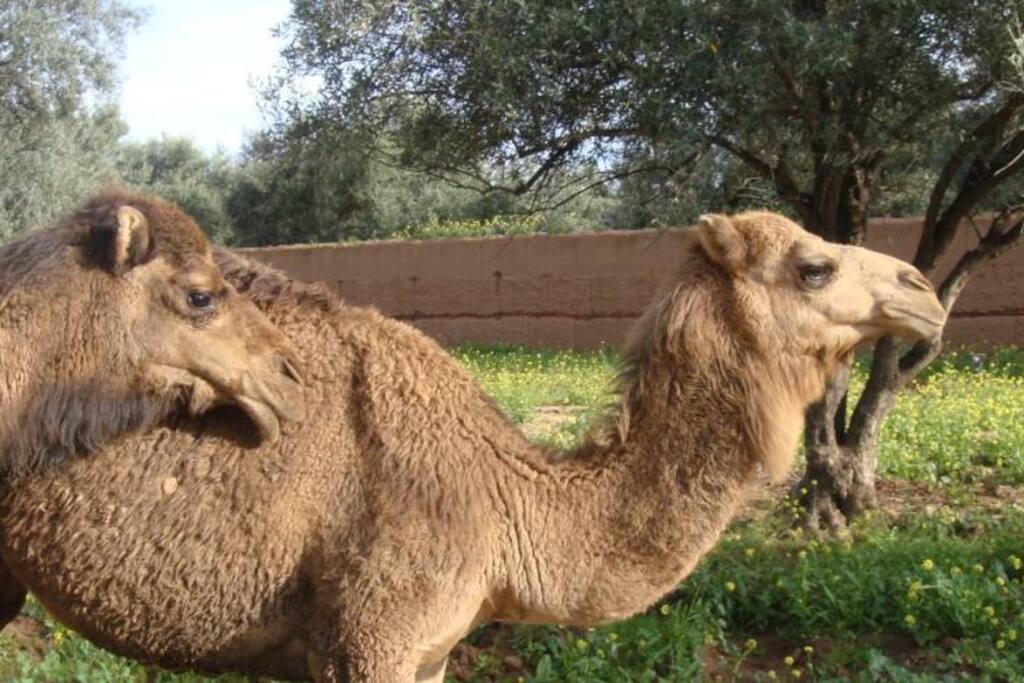 The farm camels.