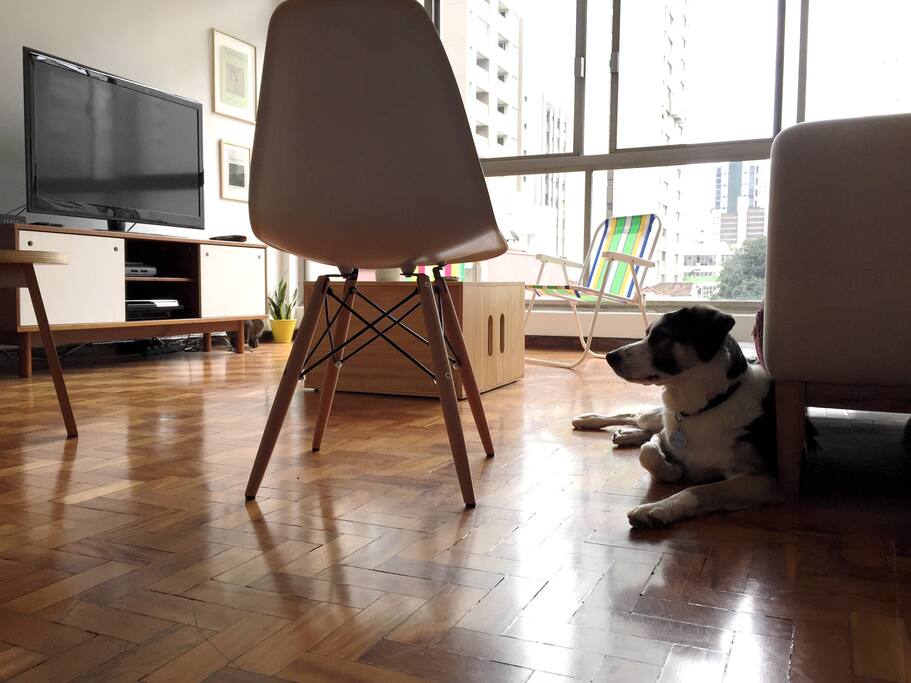 delfim the dog chillin