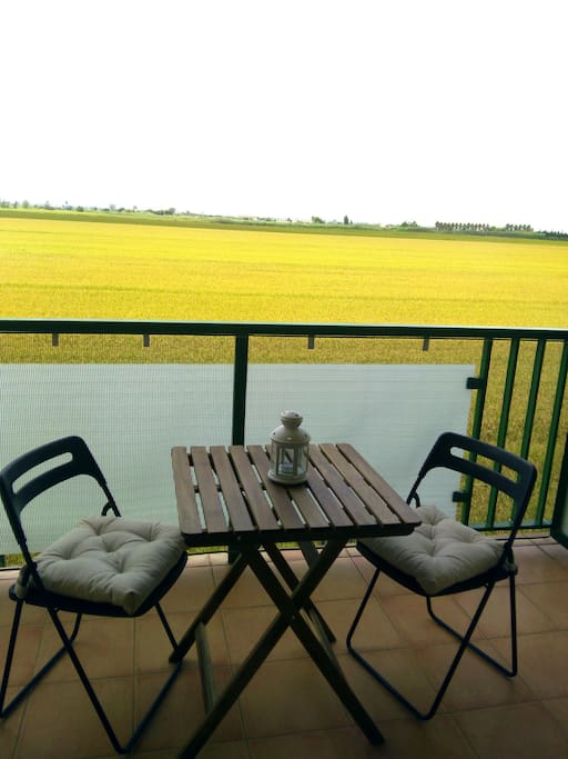 Terraza con vistas a los arrozales