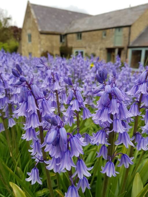 Bluebelles by the Farmhouse