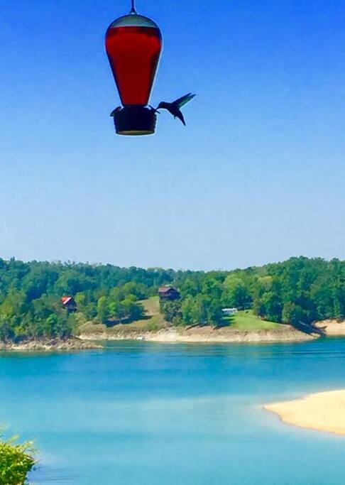 Hummingbirds frequent our home, drinking their nectar on our upper back deck overlooking the beautiful lake each day.