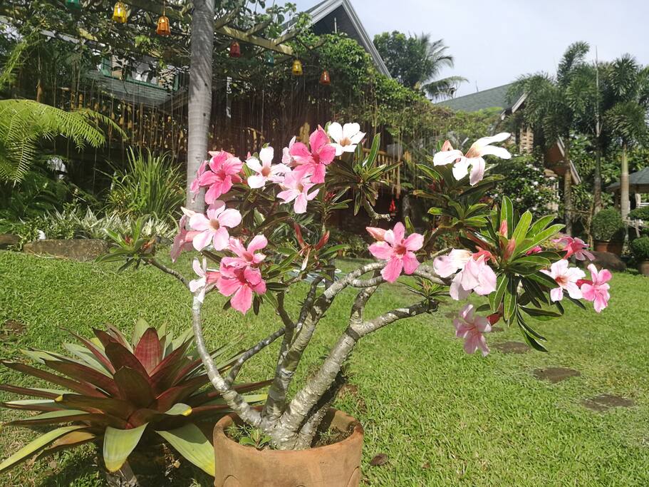 The garden