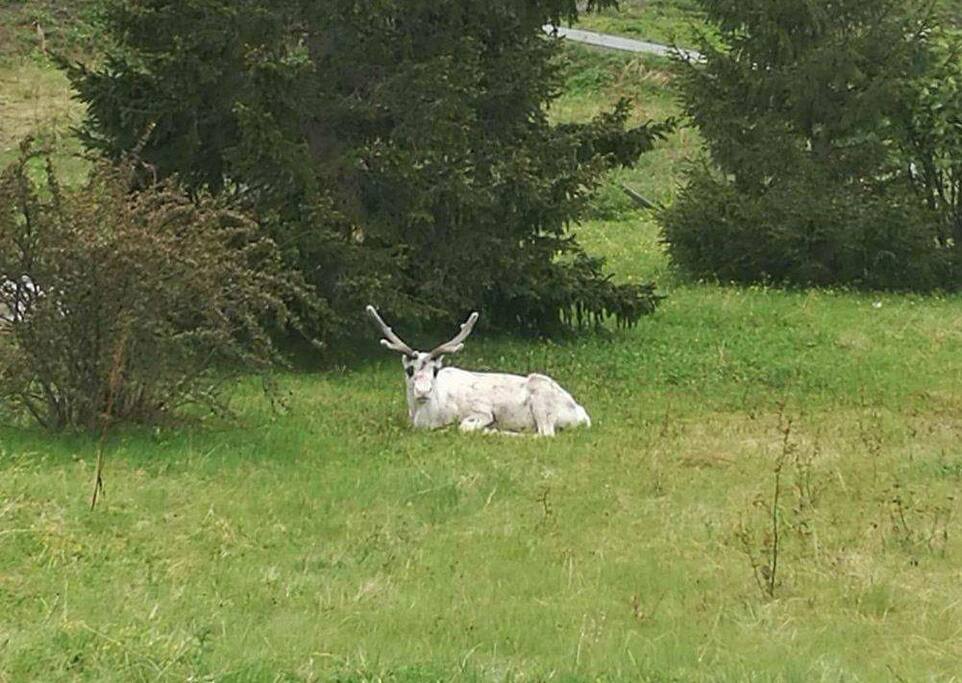 A white reindeer visiting our garden.