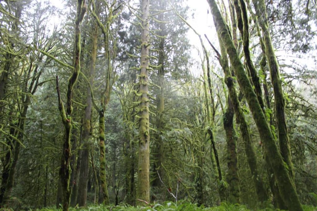 Go hiking in the woods and see the mossy greenery.