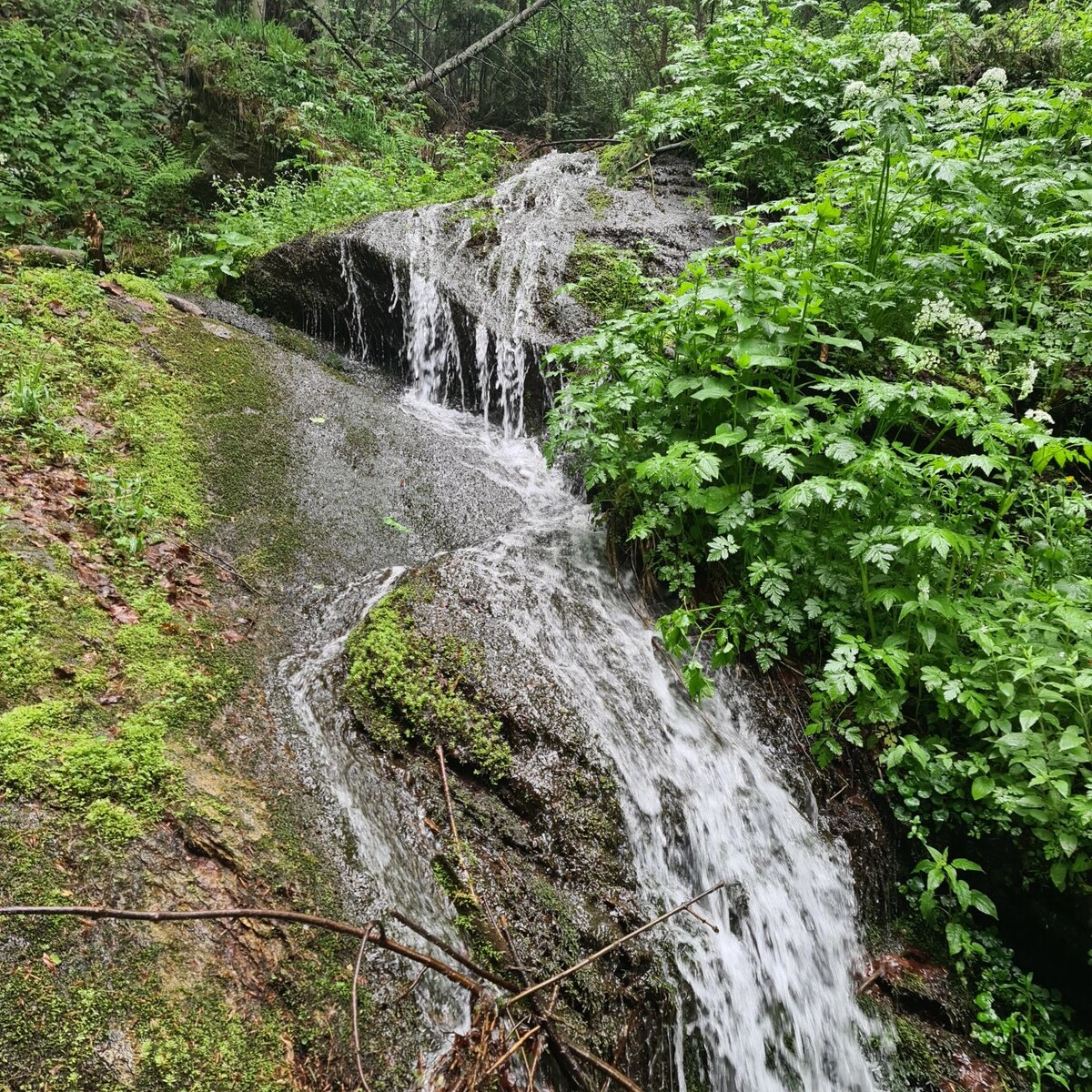 A gentle waterfall flows over a rocky surface, surrounded by lush green foliage. The cascading water creates a serene sound as it moves down the moss-covered stones, with various plants adding to the natural setting.
