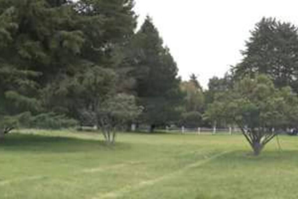 Bosque