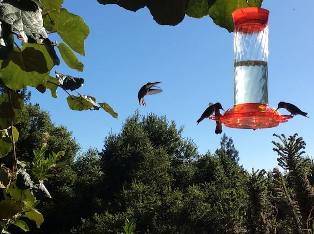 The Hummingbird Haven