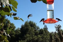 The Hummingbird Haven