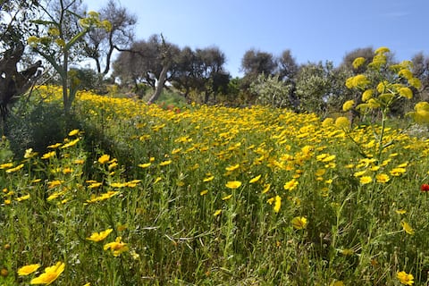 Oasis of Tranquility - ECO B&B "Earth Room"