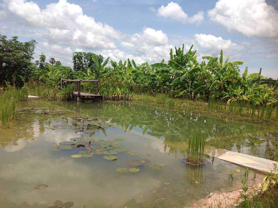 Natural pool