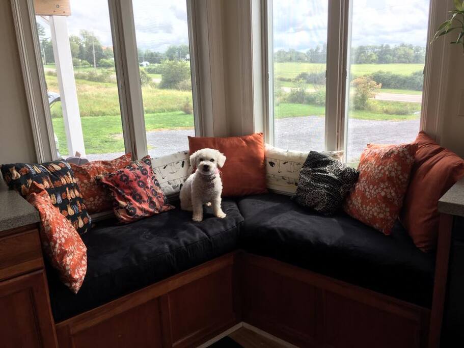 Cozy window seat in kitchen where we watch the sunrise. This is Lacey, our rescue-Bichon. She doesn't shed, we maintain an allergy-safe home. She stays with us when guests are here.