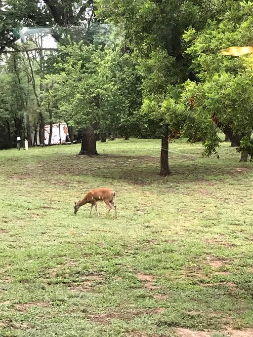 Back yard. Often deer and turkey.