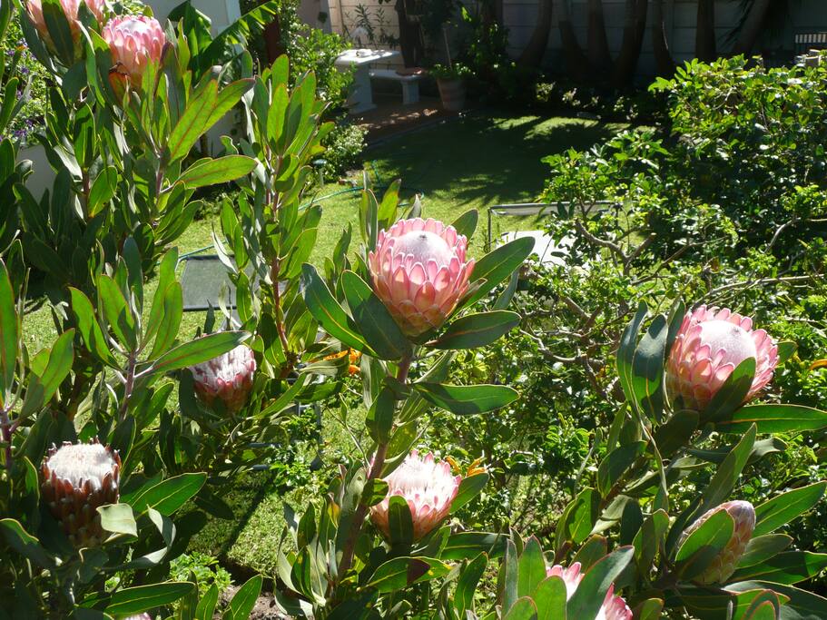 unsere Protea