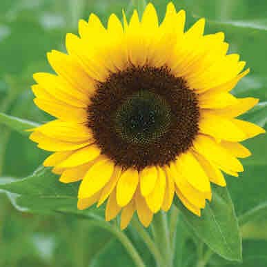 Sunflower Room