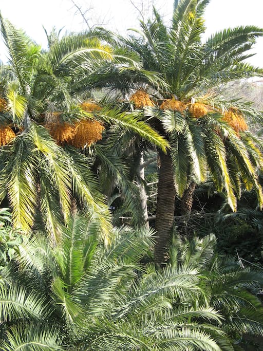 jardin NAUDIN